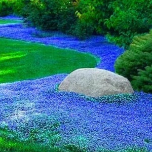 Groundcover Flower Plant Seeds (Aubrieta Cascade Blue - Blue Rock Cress)
