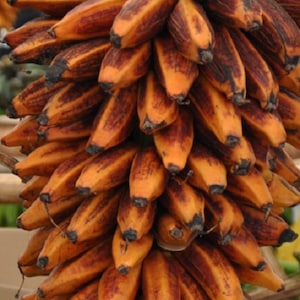 May include: A bunch of ripe bananas with brown and yellow skin. The bananas are hanging from a tree trunk.