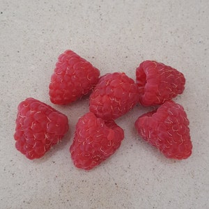 200 Red Raspberry Fruit Seeds Rubus Idaeus Vine Shrub