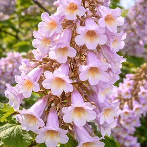 Paulownia Tomentosa Seeds (500) | Árbol Emperador | Fast Growing Tree | Semillas Rápido Crecimiento | Ornamental Tree