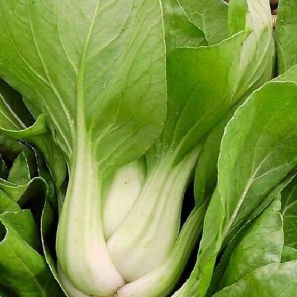 Pak choi (chou chinois) 300 graines graines