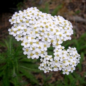 WHITE YARROW achillea millrnfolium 1000 seeds - fresh
