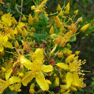 1000 Samen von Johanniskraut - Hypericum perforatum - idealer Obstgarten oder Garten - sehr hübsche Blumen