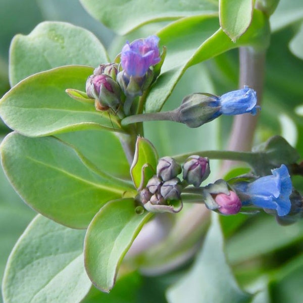 Hierba comestible con sabor a Ostra - Mertensia maritima - osterleaf  5 semillas seeds