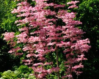 Semillas de Toona Sinensis  FLAMINGO - Toon chino, caoba china - hojas rosas