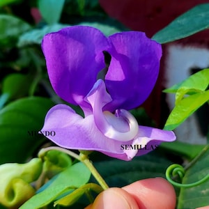 Puede incluir: Primer plano de una vibrante flor morada con una forma única, con un remolino blanco central. La flor se encuentra sobre un fondo de hojas verdes y un fondo borroso. Se puede ver la palabra "SEMILLAS".