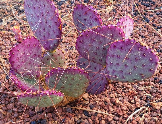 Feigenkaktus - Kaktus Opuntia morada Santa Rita (essbare Frchte) 10  frische Samen - Etsy Schweiz
