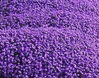 AUBRIETA deltoidea 200 graines - graines jardin rocaille