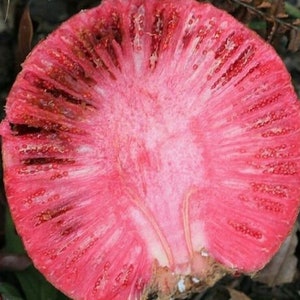 Nauclea Latifolia * Rode perzik * Appel * Zeldzaam * 100 zaden *