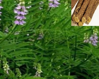 15 Seeds of glycyrrhiza uralensis - gan cao licorice