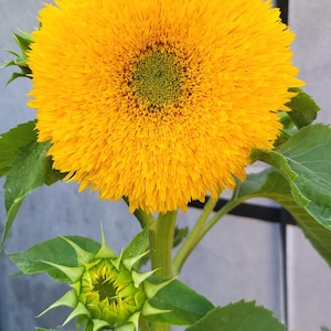 Double flower sunflower Teddy bear ( Helianthus ) 20 seeds