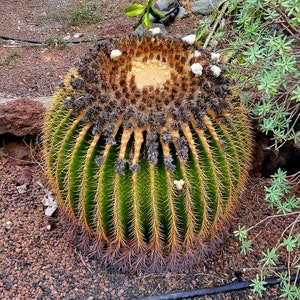 Echinocactus grusonii - barril de oro - asiento suegra  semillas - seeds