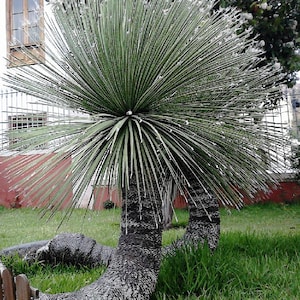 Dasylirion - spectacular plant - 10 seeds - fresh seeds