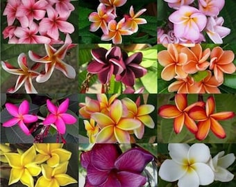 Buy Blooms1741 Plumeria Frangipani Zyak 2 Seeds Zaden Seeds Online
