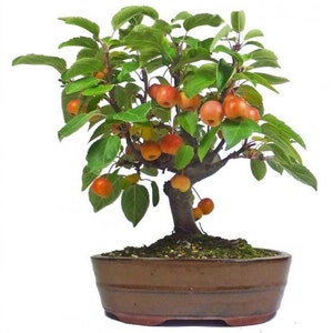 Äppelträdsfrön från Malus sargentii - lämpliga för bonsai