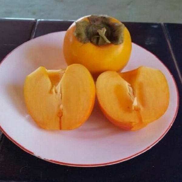 KHAKI persimmon diospyros kaki japanese persimmon 50 seeds seeds