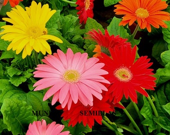 20 Giant Flower Gerbera Seeds - Assorted Colors