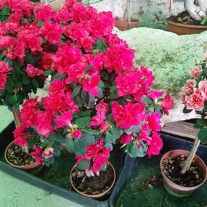 RHODODENDRON PINK azalea 100 Seeds, ideal species for making garden bonsai