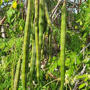 Moringa - moringa oleifera  semillas seeds - orgánic