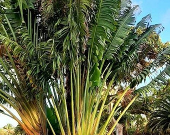 10 Fresh Ravenala Madagascariensis Seeds - Traveler's Palm - Seeds for Garden - Palm Tree Seeds - Traveler's Tree