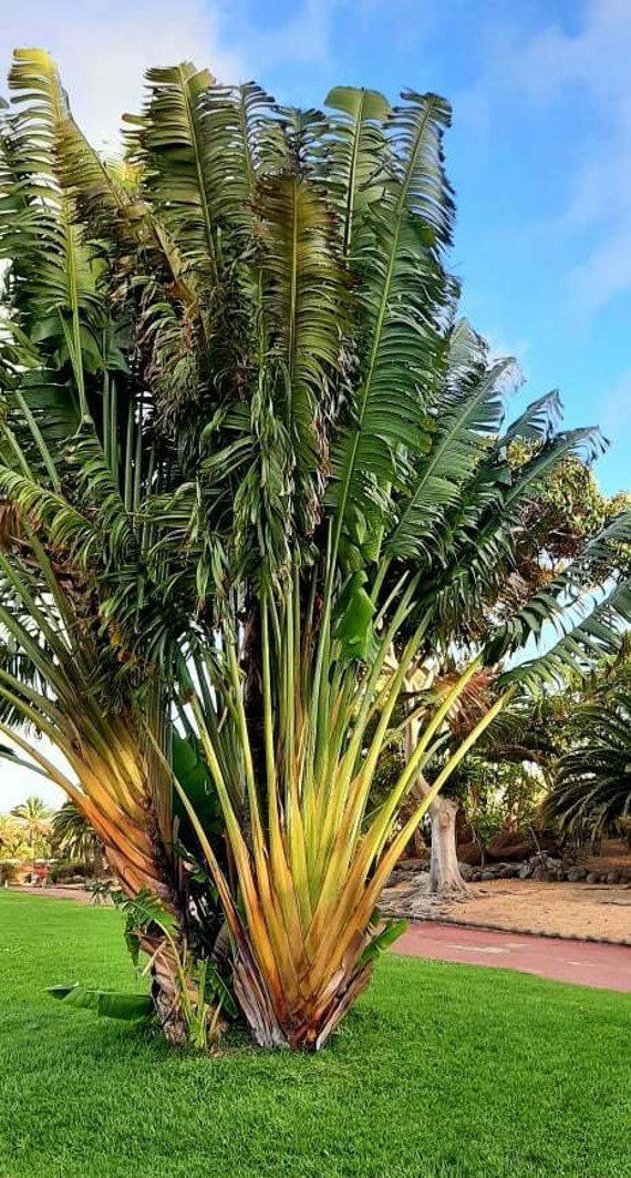 RAVENALA madagascariensis - Travelers Palm, seed, buy – Australian Seed