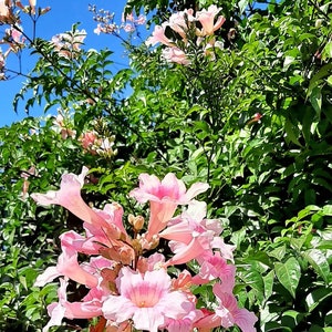 300 seeds of Pink Bignonia - Podranea ricasoliana - pink flowers