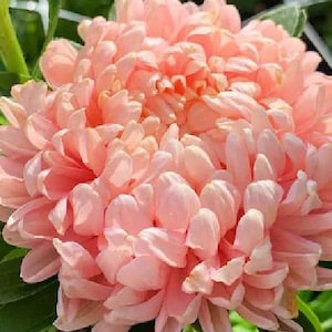 200 Aster Peony Seeds - Double Peach Flower - Callistephus chinensis - Organic