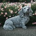 see more listings in the Dog Statues section