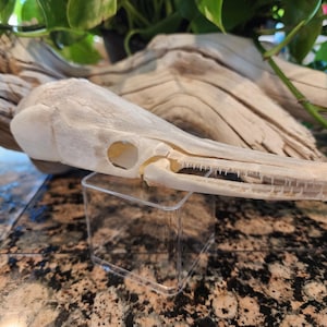 May include: An off-white, elongated animal skull featuring a long, narrow snout with visible rows of small, sharp teeth. The skull is positioned horizontally, resting on a clear, square acrylic stand, showcasing its distinct cranial structure.