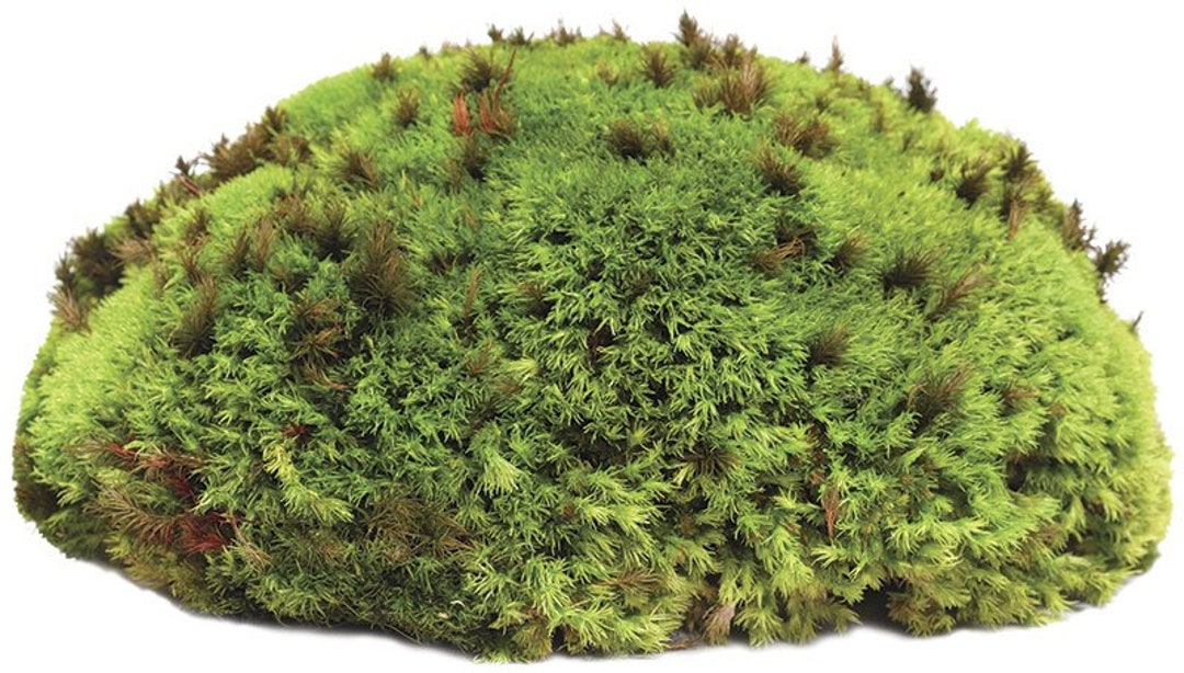 NewCal Pet Pillow Moss