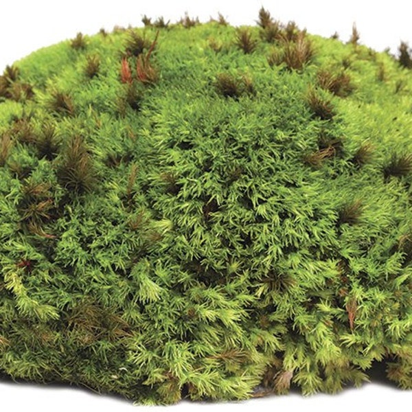 Royal Pillow Moss 8 Quart Bag - Fresh Pet Reptile & Amphibian Terrarium Preserved 100% Real Moss