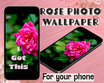 Rose Photo Mobile Wallpaper, Knockout Rose (JPG & PNG)
