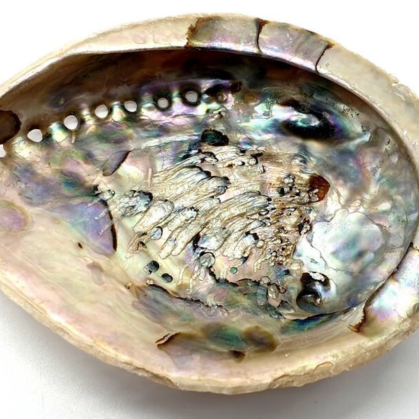 Coquille d'Ormeau (Abalone) Naturelle