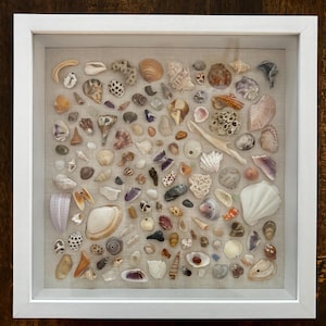 May include: A square white shadow box frame containing a collection of various seashells, coral fragments, and sea glass arranged on a light beige fabric backing. The assortment includes diverse shapes, sizes, and natural colors like white, tan, brown, and purple.