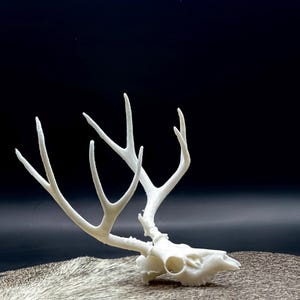 Miniature Deer Skull and Antlers