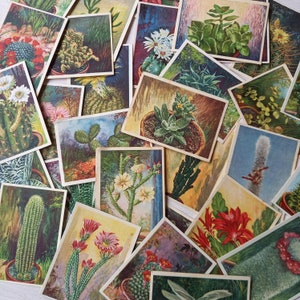 30 carte cactus - Illustrazione disegno - Carte da collezione - Vintage - Effimera - Album di Pette - Finto