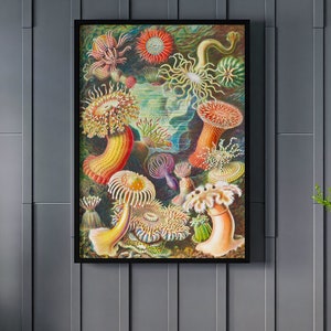 Ernst Haeckel Sea Anemones Canvas/Poster Art Reproduction, Ocean Life Wall Art, Haeckel Nautical Art Print, Vintage Illustration Art Canvas