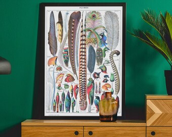 Adolphe Millot Plumes Art Print: Vintage Bird Science Poster