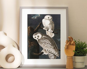 Snowy Owl from Birds of America (1827) by John James Audubon Canvas/Poster Art Reproduction, Owl Art Print, Vintage Bird Wall Art