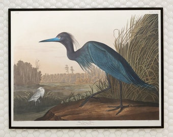 John James Audubon Heron Canvas/Poster Wall Art, Blue Crane Print, Birds of America