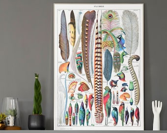 Adolphe Millot Plumes Art Print: Vintage Bird Science Poster