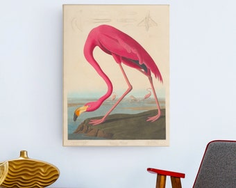 John James Audubon American Flamingo Canvas/Poster Art Reproduction, Audubon Bird Print, Pink Flamingo Print, Vintage Bird Art