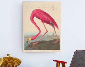 May include: A vintage illustration of a pink flamingo standing on one leg with its head bent down. The flamingo is depicted in a natural setting with water and vegetation. The illustration is in a classic style with detailed lines and shading.