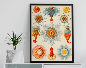 Ernst Haeckel Jellyfish Print: Vintage Nautical Wall Art