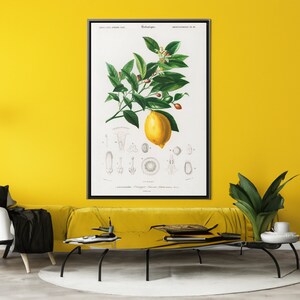 Vintage Lemon Illustration Canvas/Poster Wall Art, Botanical Print Framed