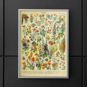 Vintage Flower 1909 Adolphe Millot Canvas/Poster Art Reproduction, Floral Illustration Wall Art, Science Art Print, Millot Botanical Poster