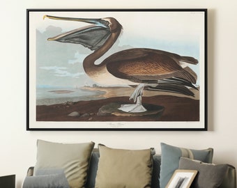 Brown Pelican by John James Audubon Canvas/Poster Wall Art, Birds of America Print