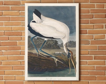 Stampa di ibis Audubon Wood: tela artistica Birds of America