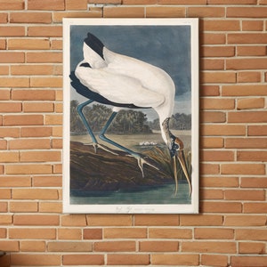 Wood Ibiss by John James Audubon Canvas/Poster Wall Art Reproduction, Birds of America Print