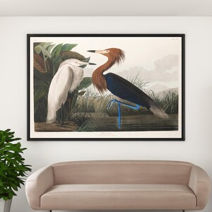 John James Audubon Purple Heron Canvas/Poster Wall Art, Birds of America Print